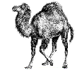 Perl Camel
