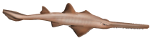 Sawfish